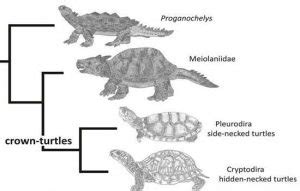 Image result for Turtle Shell Evolution