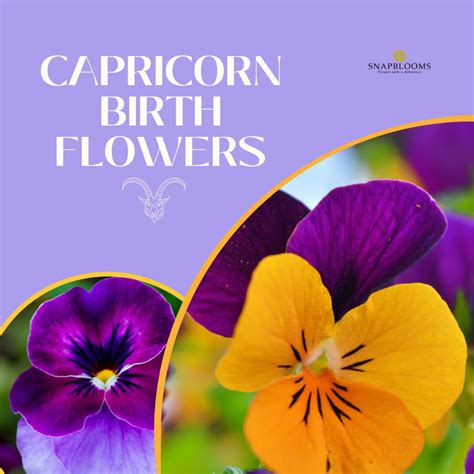 January zodiac flower 60 photos - Astrologytoyou.com