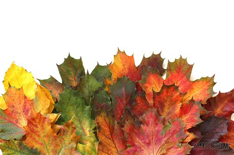叶子 秋季 秋天的落叶 金色的秋天 性质 森林 红叶 变色图片免费下载 - 觅知网