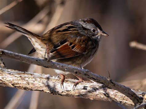 Second Saturday Bird Walk, Rocky River Nature Center, North Olmsted, 13 ...