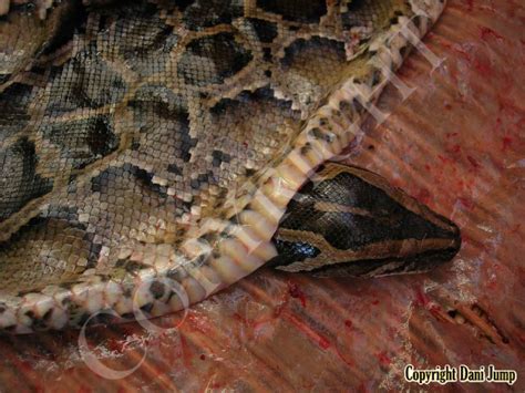 Image result for Eating Python Meat