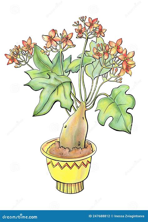 Illustration Colored Botanical Potted Flower Jatropha Euphorbia Shrubs ...