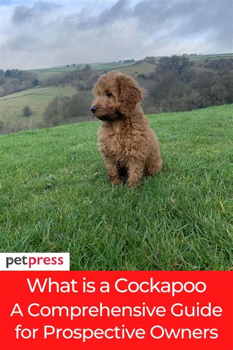 Image result for Cockapoo Information