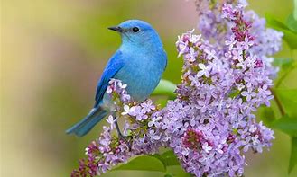 Image result for Spring Flowers and Birds