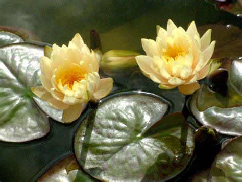 Liste des plantes disponibles, collection J. Ph. ROSELLO