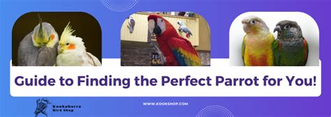 Image result for Parrot Guide