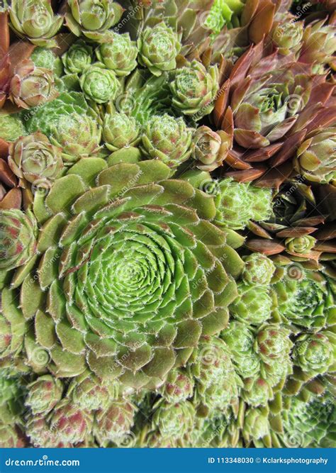 Hens and Chicks Succulent Plants Stock Photo - Image of hens, perennial ...
