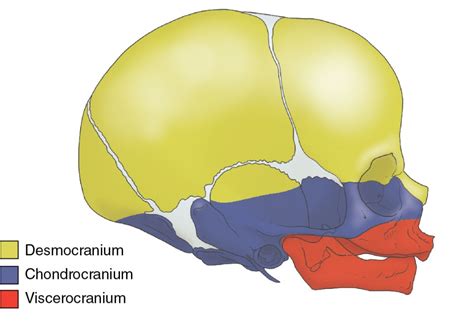 Embryonic Facial Development 的图像结果