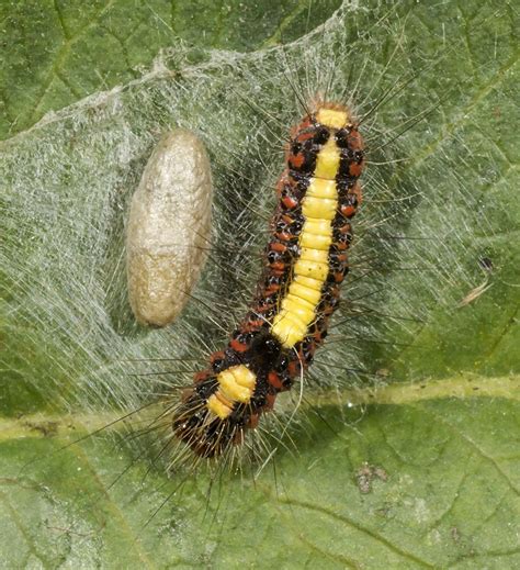 Snyltehveps Braconidae sp.