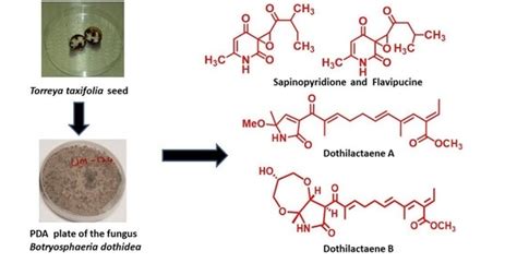 Antimalarials and Phytotoxins from Botryosphaeria dothidea Identified ...
