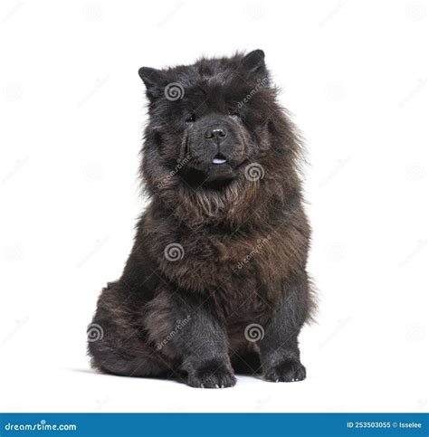 Sitting Black Chow-chow Dog Looking at the Camera Stock Image - Image ...