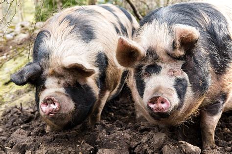 PORTNELLAN (Crianlarich, Scotland) - Lodge Reviews, Photos, Rate ...