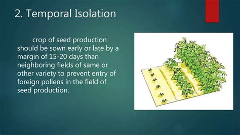 Isolation distance IN SEED PRODUCTION | PPTX