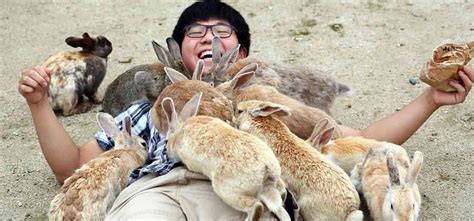 Rabbit Island In Japan Is Where You Want To Be