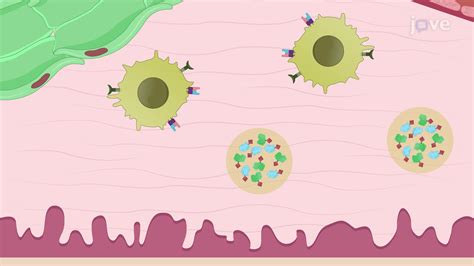 Subcutaneous Injection 的图像结果