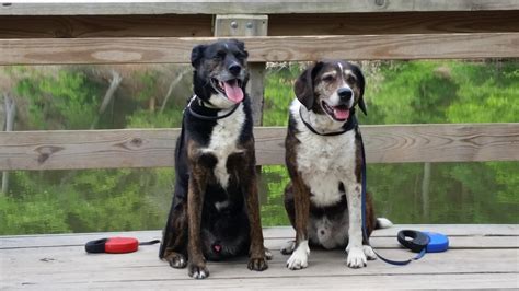 Devoted dog brothers Cosmo and Noodle pass within months of one another ...