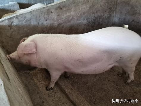 母猪的养殖技术(授孕篇)_农村老徐_2020年04月18日_微头条-今日头条