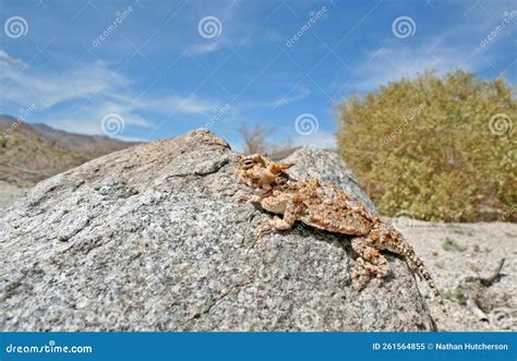 Desert Horned Lizard