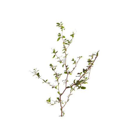 Buy Apple Berry Plant Online | Manbhawan Nursery