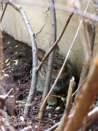 Image result for Spring+Baby+Bunnies