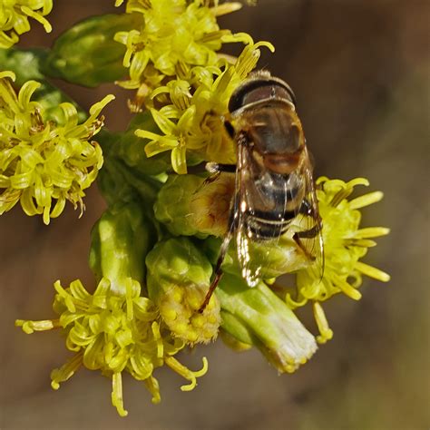 Golden Plushback from Featherly Regional Park, CA, USA on October 01 ...
