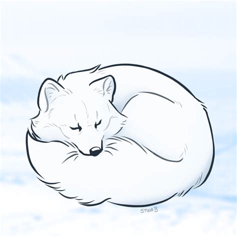 Arctic Fox Drawing