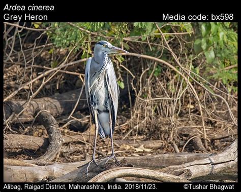 Ardea cinerea Linnaeus, 1758 - Grey Heron | Birds