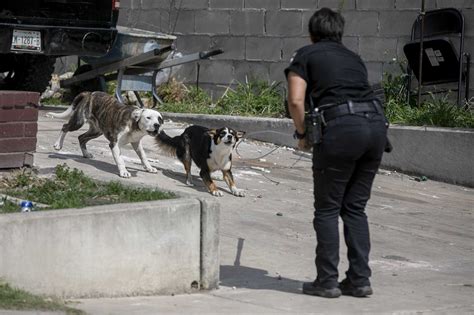 Why Quarantine A Dog For 10 Days After A Bite