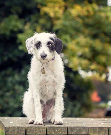 Image result for Jackapoo Dog