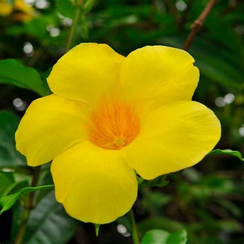 Brighten Your Garden with the Vibrant Yellow Bush Allamanda — Mahindra ...