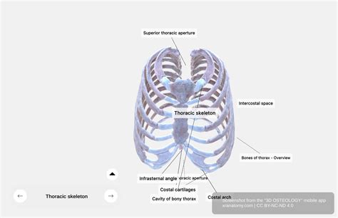 Thoracic Skeleton Anatomy - Interactive 360° 3D
