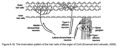 Hearing System - Zoology Optional Notes for UPSC PDF Download