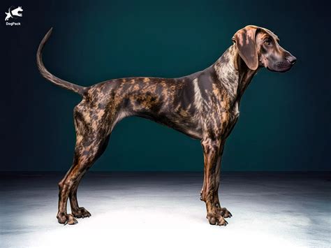 Plott hound: Der zähe und geschickte amerikanische Jagdhund
