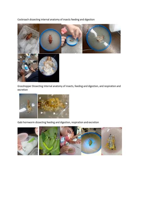 How to Dissect a Cockroach 的图像结果