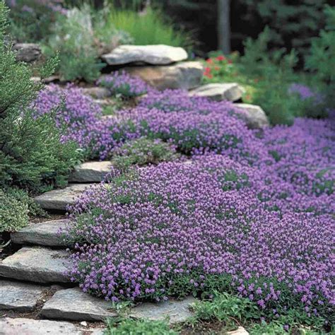 23 Best Low Growing Perennials for Ground Cover