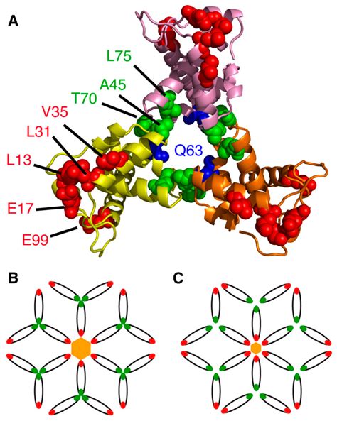 The Interplay between HIV-1 Gag Binding to the Plasma Membrane and Env ...