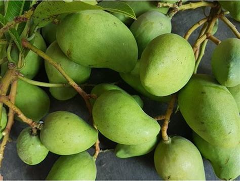 Dejestqoo Katchamita Mango Plant (Grafted Plant Height 2-3 Feet) Hybrid ...