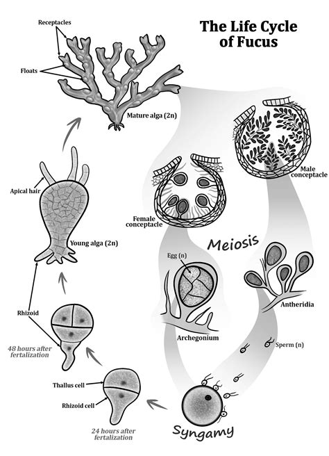 Life Cycle Laminaria And Fucus Brown Algae
