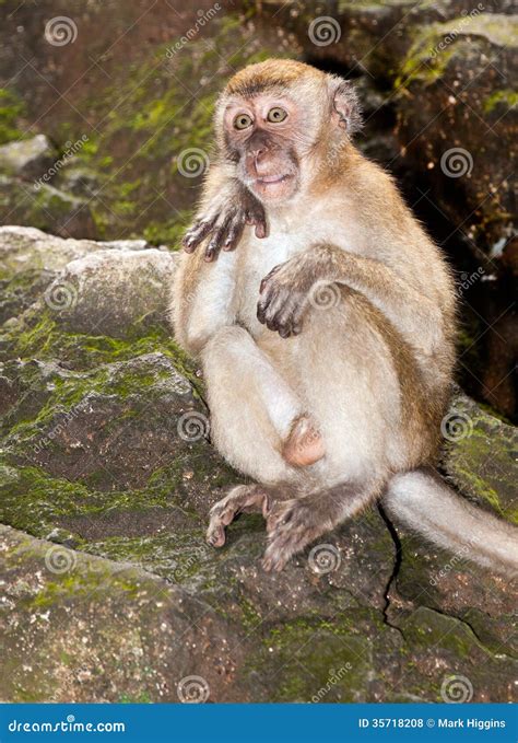 Oh no monkey stock photo. Image of mischief, hands, horror - 35718208