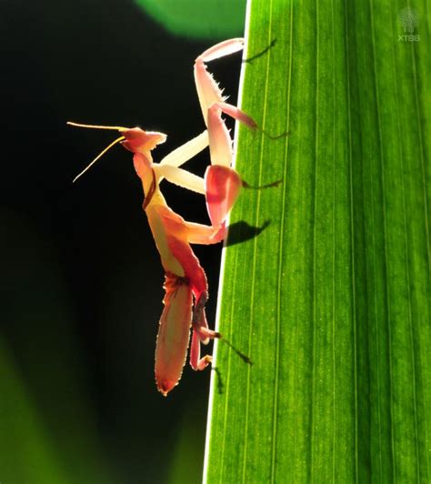 兰花螳螂摄影图片-兰花螳螂摄影作品-千库网