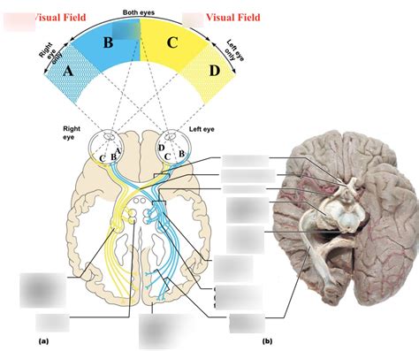 Visual Pathway Steps 的图像结果