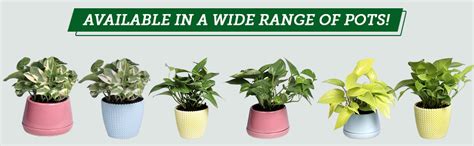 Nurturing Green Good Luck Money Plant Njoy in White Fiber Pot (Size ...