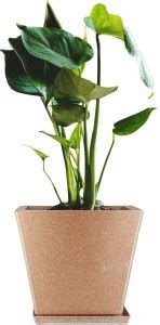 Garden's Need 14 Inches J uar Marble Look Sand Stone Roto Moulding ...