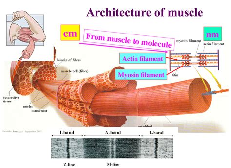 Crossbridge Model of Muscle Contraction 的图像结果