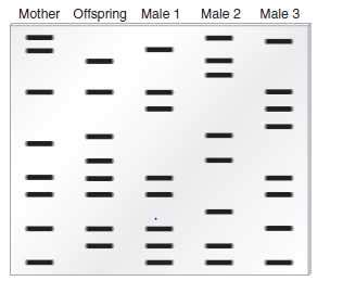 Image result for DNA Fingerprinting Worksheet Back Answer Key