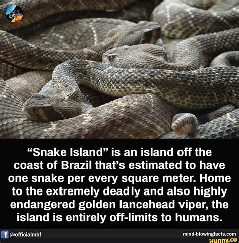 Golden Lancehead Viper Island