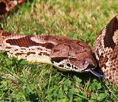 Südliche Madagaskarboas Acrantophis dumerili in Wuppertal | Tiere ...