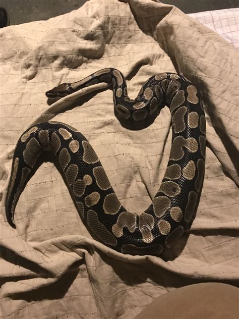 Ball Python Weight Gain 的图像结果