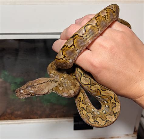 Image result for Super Dwarf Reticulated Python