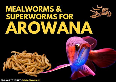 Arowana Fish Love Mealworms and Superworms: A Comprehensive Guide